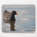 Birds on Bright Water: Adult Moorhen mousepads