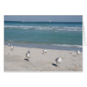 birds on ocean beach cards