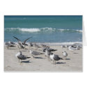 birds on ocean beach cards