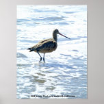 Birds On Stinson Beach Image #1 Poster