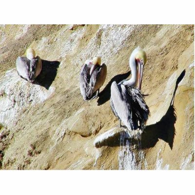 Birds Pelicans Poop Acrylic Cut Out by lifesphere