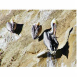Birds Pelicans Poop photo sculptures