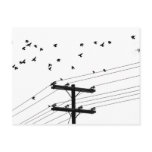 Birds Post Cards