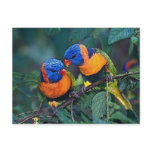 Birds Postcard