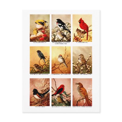 Birds Postcard by pixelholic