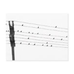 Birds Postcards