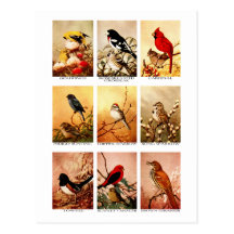 Birds Postcard