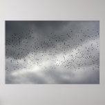 Birds Poster