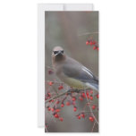 Birds Rack Card Design