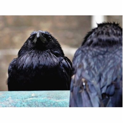 Birds Ravens Feathers Black Photo Sculptures by lifesphere