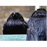 Birds Ravens Feathers Black Photo Sculptures