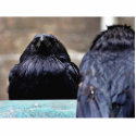 Birds Ravens Feathers Black photo sculptures