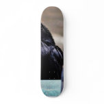 Birds Ravens Feathers Black Skate Decks