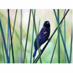 Birds Swamps Photo Sculptures