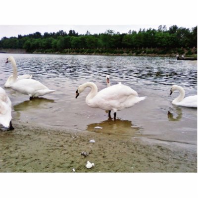 Birds Swans In Tikvara Lake Photo Cutout by lifesphere
