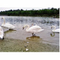 Birds Swans In Tikvara Lake photo sculptures