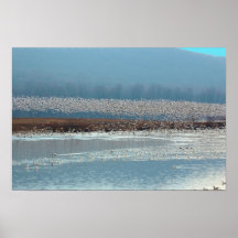 Birds Take Flight - poster