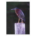 Birds - Wetlands - Green Heron Greeting Card