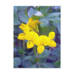 Birdsfoot Trefoil 1 Postcard