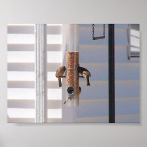birdsNfeeder Posters