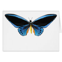 Birdwing Butterfly Greeting Card