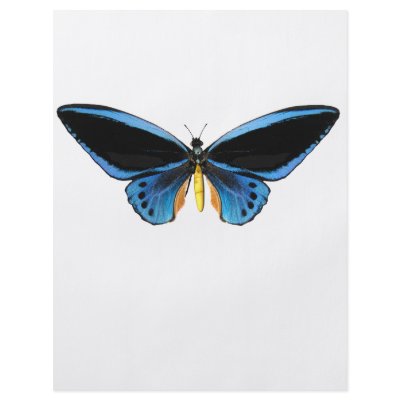 Birdwing Butterfly Flyer Design by Bigboy20769