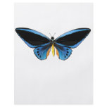 Birdwing Butterfly flyers