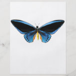 Birdwing Butterfly Flyer Design