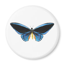 Birdwing Butterfly Fridge Magnet