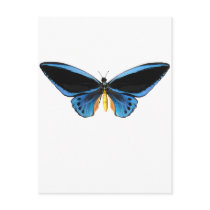 Birdwing Butterfly Postcards