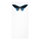 Birdwing Butterfly Full Color Rack Card