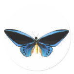 Birdwing Butterfly Stickers