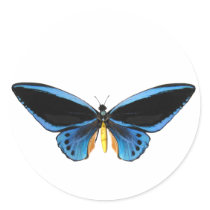 Birdwing Butterfly Stickers