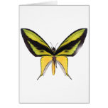 BirdWingX Butterfly Cards