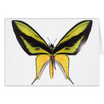 BirdWingX Butterfly Greeting Card