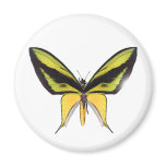 BirdWingX Butterfly Fridge Magnets