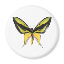 BirdWingX Butterfly Magnets