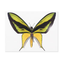 BirdWingX Butterfly Post Cards