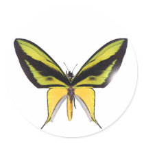 BirdWingX Butterfly Sticker
