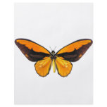 BirdWingY Butterfly Flyers