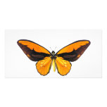 BirdWingY Butterfly Picture Card