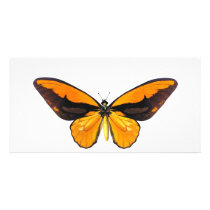 BirdWingY Butterfly Picture Card
