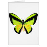 BirdWingZ Butterfly Greeting Cards