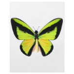 BirdWingZ Butterfly Flyer Design