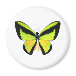 BirdWingZ Butterfly Refrigerator Magnets