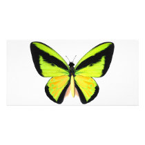 BirdWingZ Butterfly Photo Greeting Card