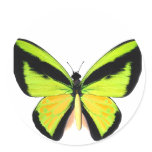 BirdWingZ Butterfly Round Sticker