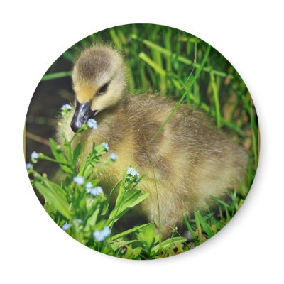 Birth and Creation- Innocence Fridge Magnet by angelcher65