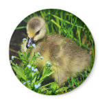 Birth and Creation- Innocence magnets