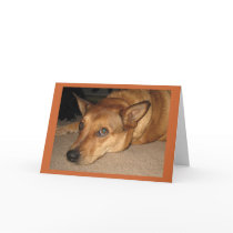 Birthday Boredom - Red Cattle Dog Lover - Western